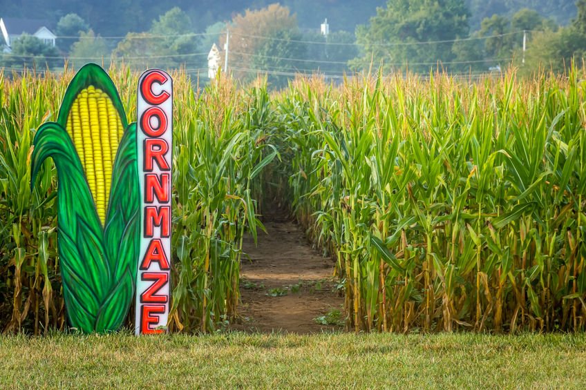Image result for corn mazes