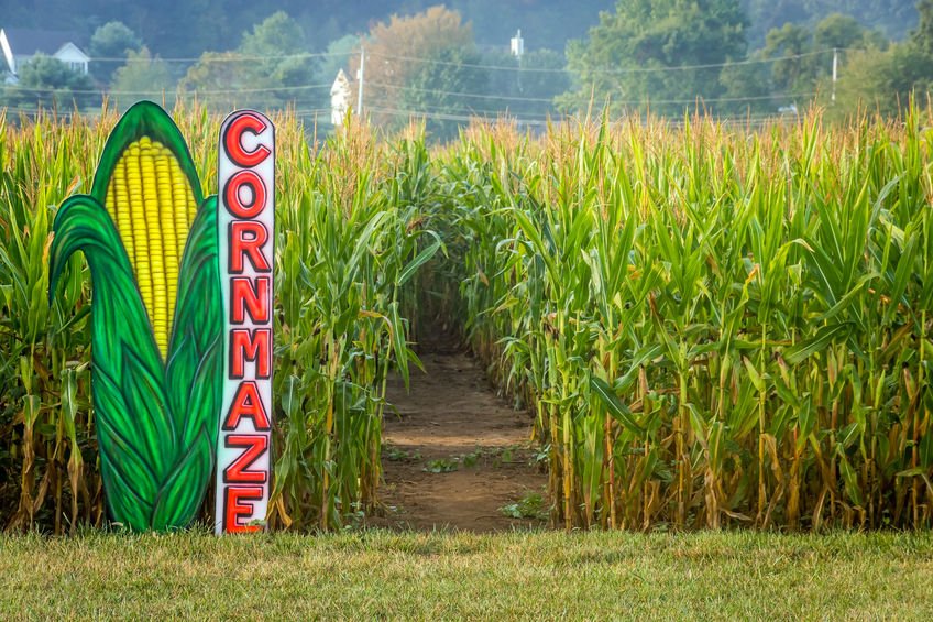 Get Lost! 16 Epic Corn Mazes to Explore this Fall |