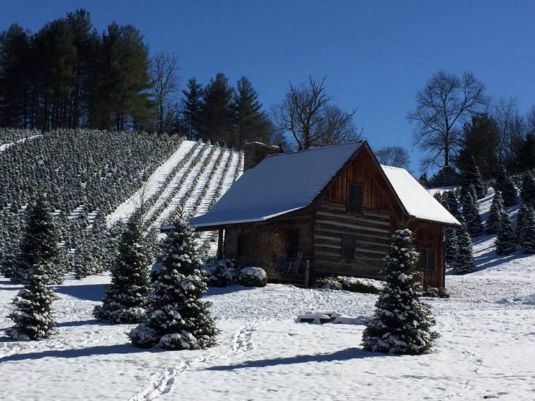 The Best Christmas Tree Farms for Date Night Jollies